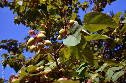 Chinesischer Blauglockenbaum photo