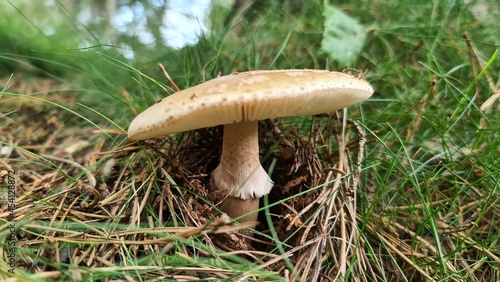 mushroom in the grass