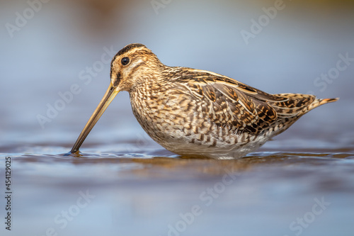 Snipe standing in the blue water from the breebaartpolder in Groningen, the Netherlands