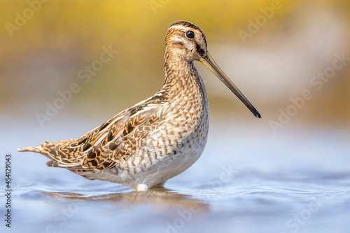 Snipe standing in the blue water from the breebaartpolder in Groningen, the Netherlands