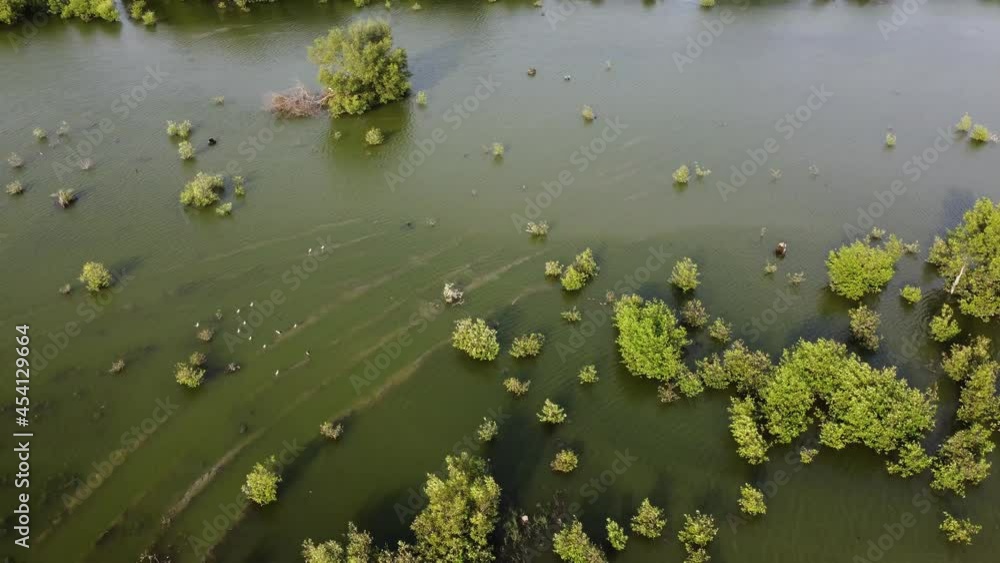 Aerial view excavator tire path at mangrove swamp Aerial view excavator tire path at mangrove swamp