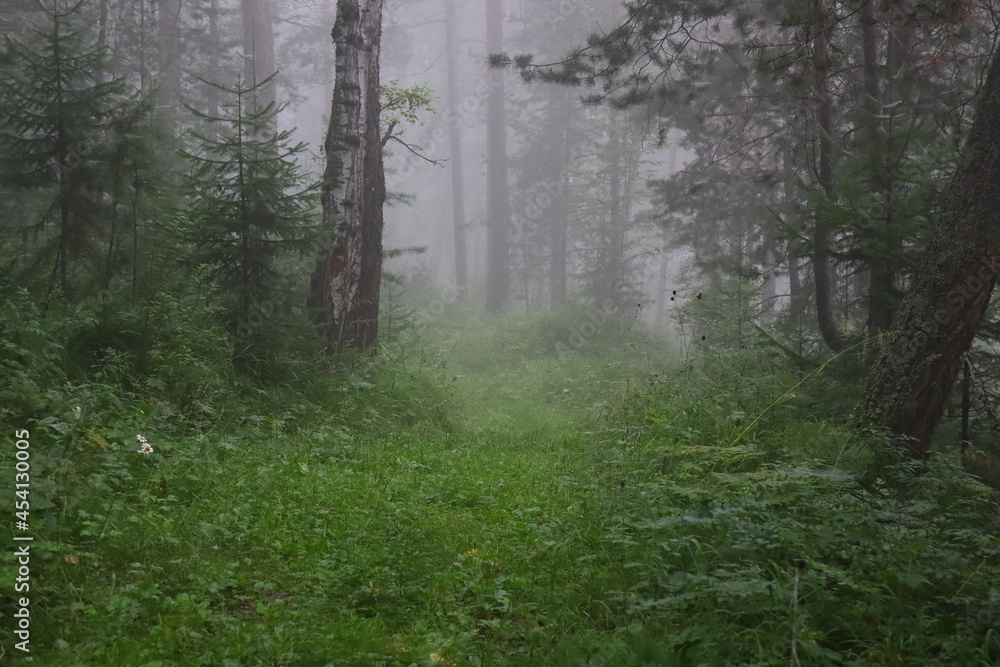 Fototapeta premium Thick fog in the forest. A path leading into the fog.