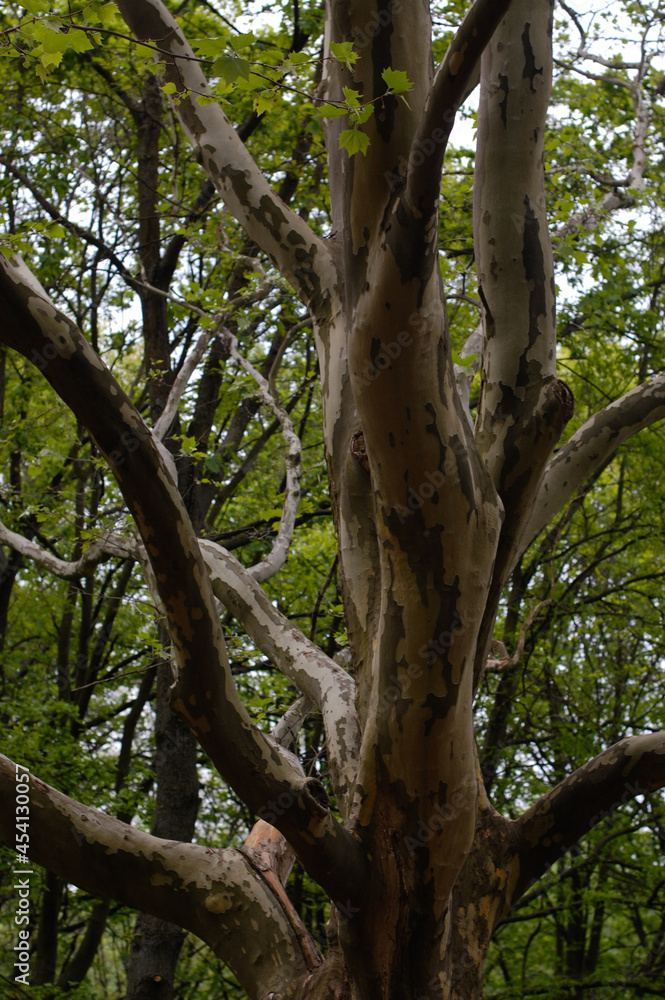 tree in the park