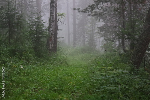 Thick fog in the forest. A path leading into the fog.