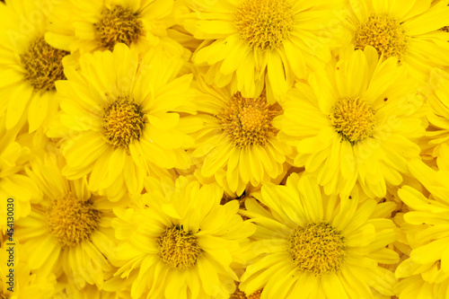 Closed up of yellow color Chrysanthemum flower pattern background © bankrx