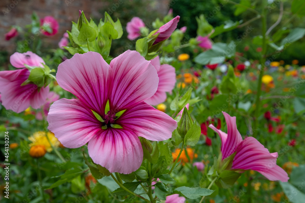 Magenta coloured mallow trifida with vivid green eye, growing in a garden near Chipping Campden in the Cotswolds, Gloucestershire, UK