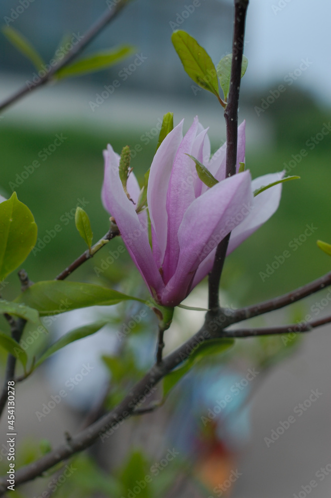 magnolia tree blossom magnolia tree blossom