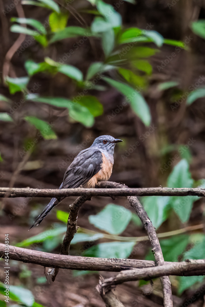 Obraz premium Male Plaintive Cuckoo(Cacomantis merulinus) catch on the branch