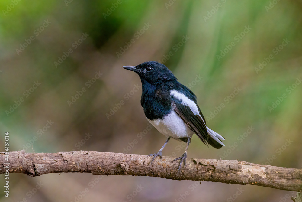 Beautiful male Oriental Magpie-Robin on the bamboo pole, Magpie Robin (Copsychus saularis) Beautiful male Oriental Magpie-Robin on the bamboo pole, Magpie Robin (Copsychus saularis)