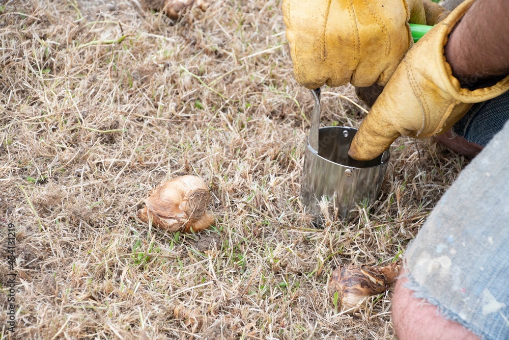 Planting spring daffodil bulbs in lawn Planting spring daffodil bulbs in lawn