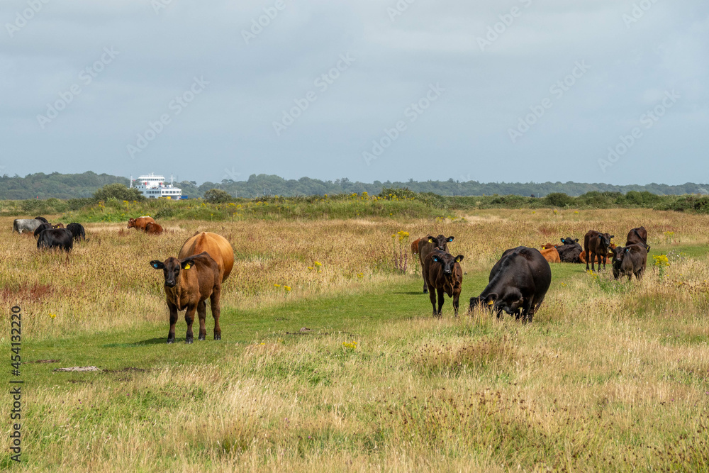 cows and calves at Lymington Hampshire England with the Isle of Wight ferry passing in the background