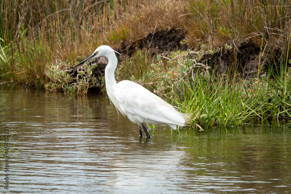 Fototapeta premium egret a heron with milky white plumage