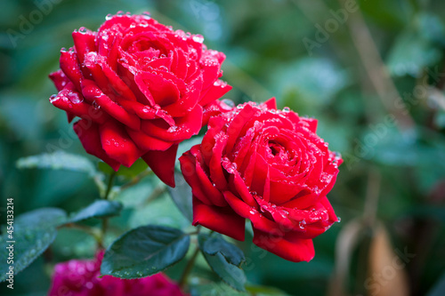 delicate red rose on a flower bed  after the rain. beautiful flowers of red garden roses  dew drops. Bushes of red roses are blooming in the garden. Plant care  landscaping  holiday gift for a girl.