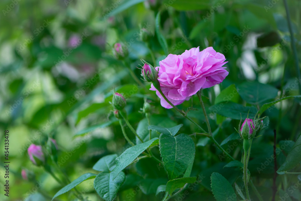 pink rose flower background. Red roses on a bush in the garden, close-up. delicate pink rose flower with green leaves. Red Rose Magic. beauty in the garden. concept of romance, gift pink rose flower background. Red roses on a bush in the garden, close-up. delicate pink rose flower with green leaves. Red Rose Magic. beauty in the garden. concept of romance, gift