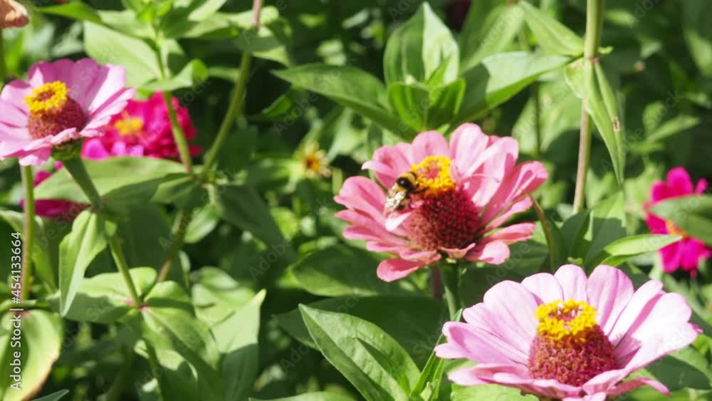 Bee or bumblebee in flower bee amazing, honeybee pollinated of red pink yellow flower. summer harvest your air living nature Bee or bumblebee in flower bee amazing, honeybee pollinated of red pink yellow flower. summer harvest your air living nature