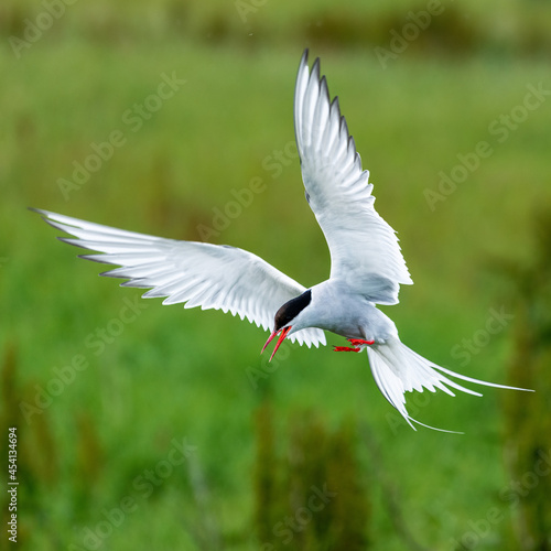 Arctic terns nesting and flying aggressively to defend their chicks.