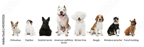Sticker Collage made of popular purebred dogs isolated over white studio background
