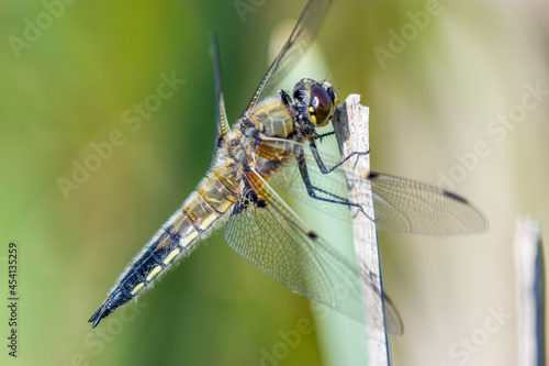 dragonfly on a branch