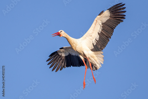 Stork trying to land on the nest with a blue sky background