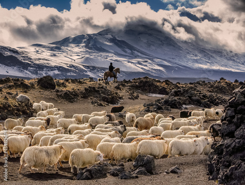 Sheep gathering in Landmannaafrettur in the Central highlands of Iceland.