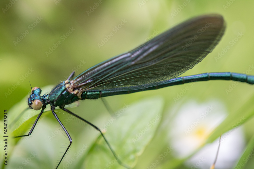 Dragonfly,Banded demoiselle (calopteryx splendens) close up in nature Dragonfly,Banded demoiselle (calopteryx splendens) close up in nature