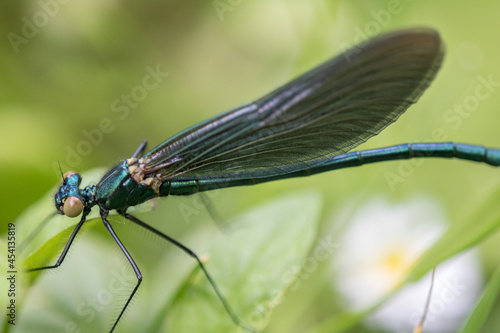 Dragonfly,Banded demoiselle (calopteryx splendens) close up in nature