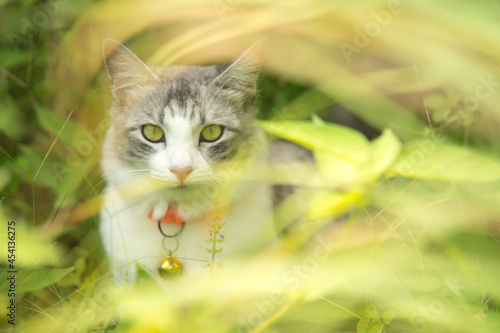 Feline looking forward, cat looking forward