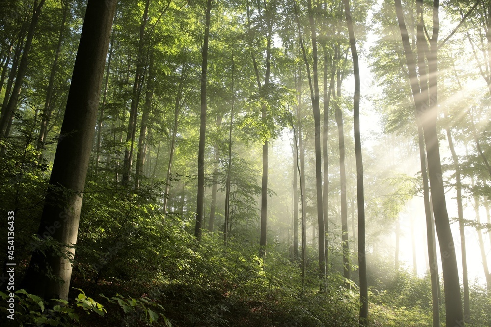 Fototapeta premium Beech trees in spring forest after rainfall at dawn