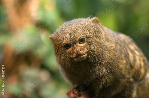 The pygmy marmoset (Cebuella pygmaea) © Rauno