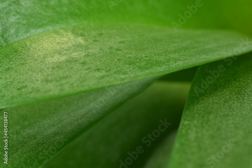 Green leaves, close-up background. Macro shot of orchid leaves