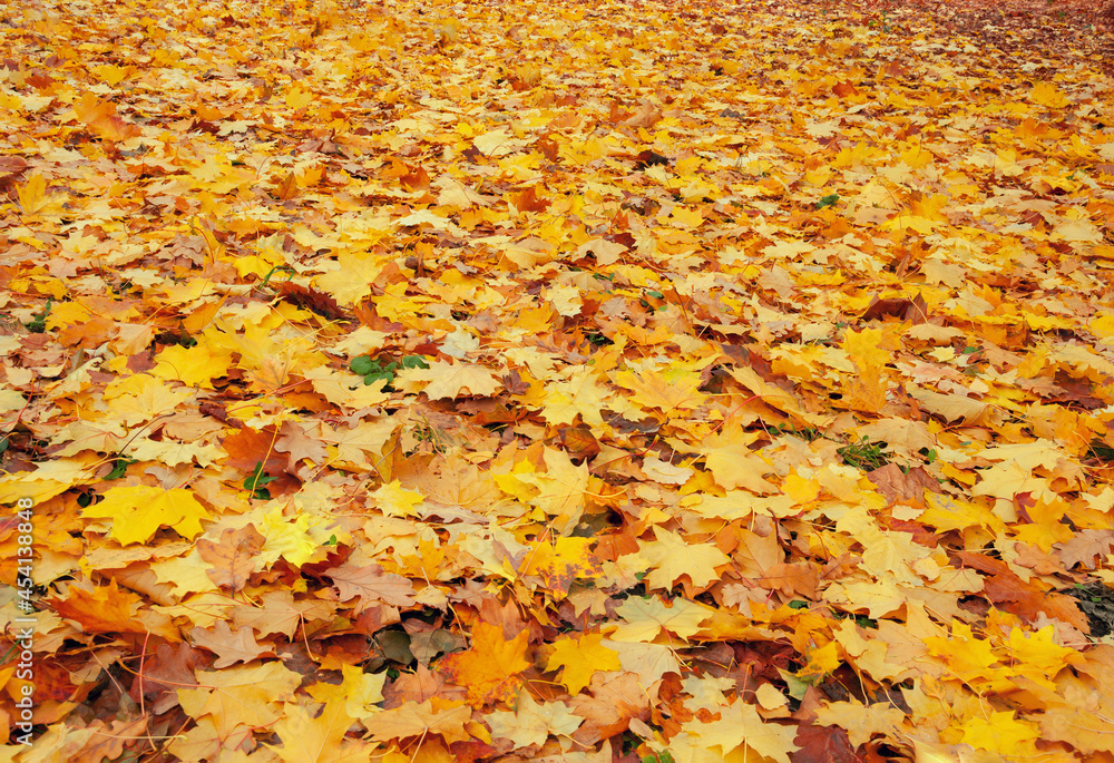 Beautiful multicolored, autumn leaves lie on the grass Beautiful multicolored, autumn leaves lie on the grass