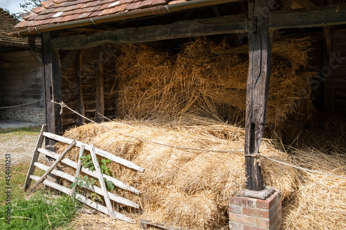 reeds for thatching