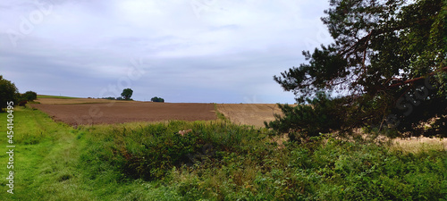 Countryside crop field in the summer
