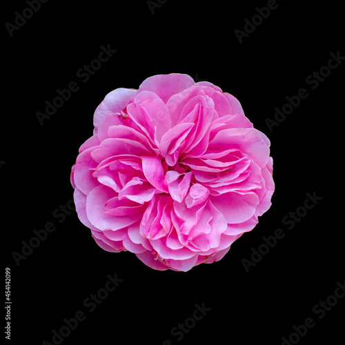 Cut out flower on isolated background with clipping path