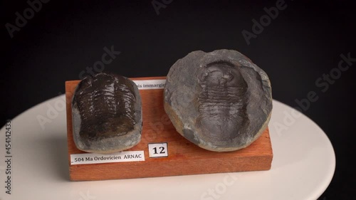 Point of interest of a trilobite (paramegalaspis immarginata) fossilized in its nodule, on a wooden support. 
Fossil more than 500 million years old, Ordovician. Found in the south of France in Arnac. photo
