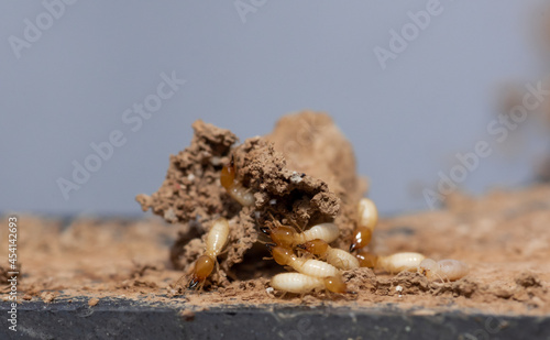 Valokuva Close up of Termites Eating wood, (Termite damage house)
