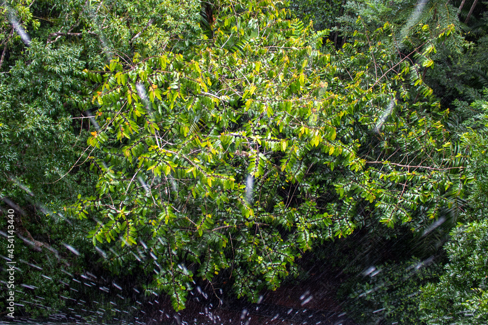 View from above of droplets in a Panamanian rainforest