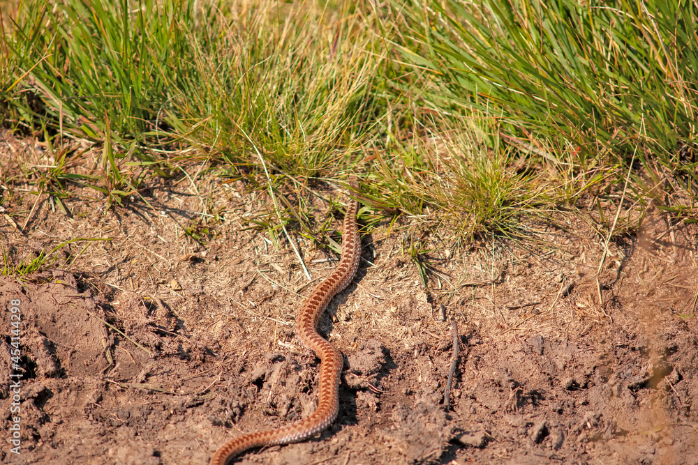 poisonous snake viper on a forest road poisonous snake viper on a forest road