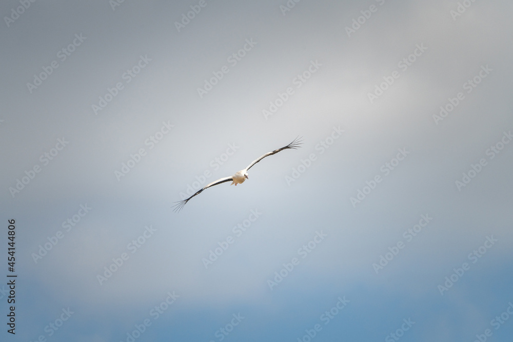 The stork flies beautifully high in the sky. The stork flies beautifully high in the sky.