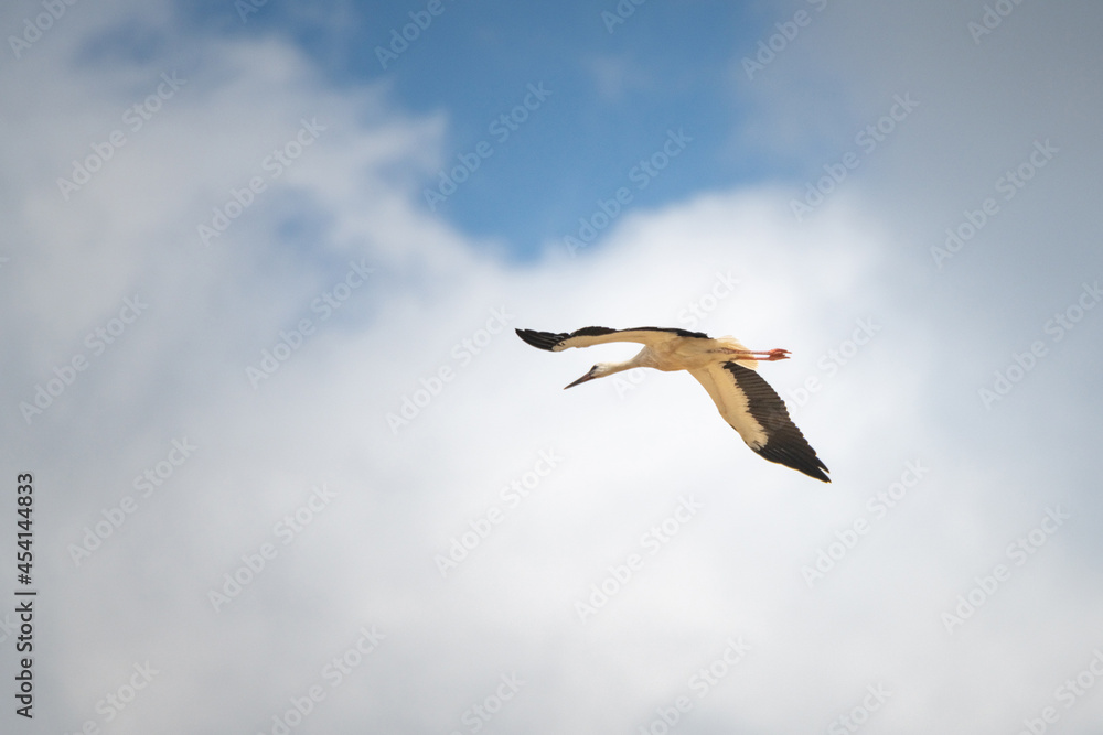 The stork flies beautifully high in the sky. The stork flies beautifully high in the sky.