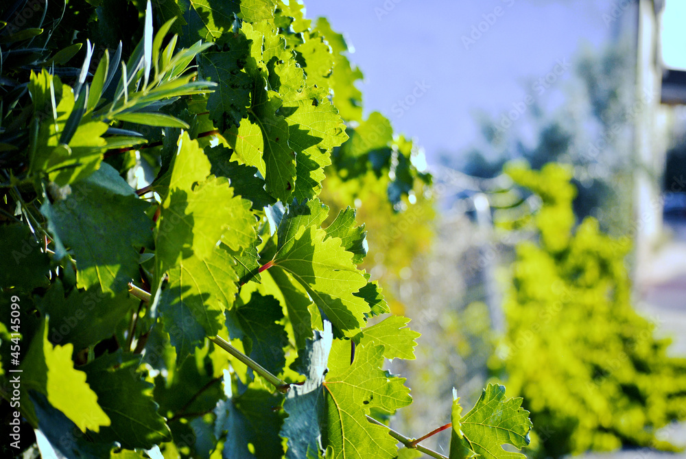 Fototapeta premium Hojas de la parra.