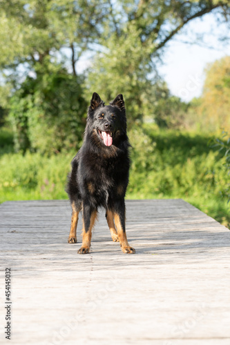 Dog portrait bohemian shepherd (chodsky pes)