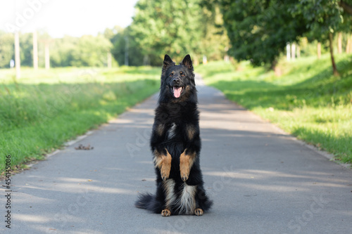 Dog breed Chodsky dog, begs on command