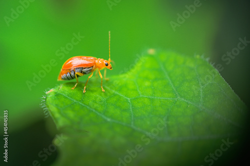 bug on a leaf © praderm