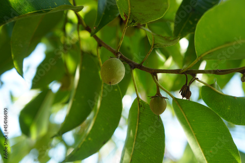 Asian bulletwood fruit, Bullet wood, Bukal, Tanjong tree, Medlar, Spanish cherry photo