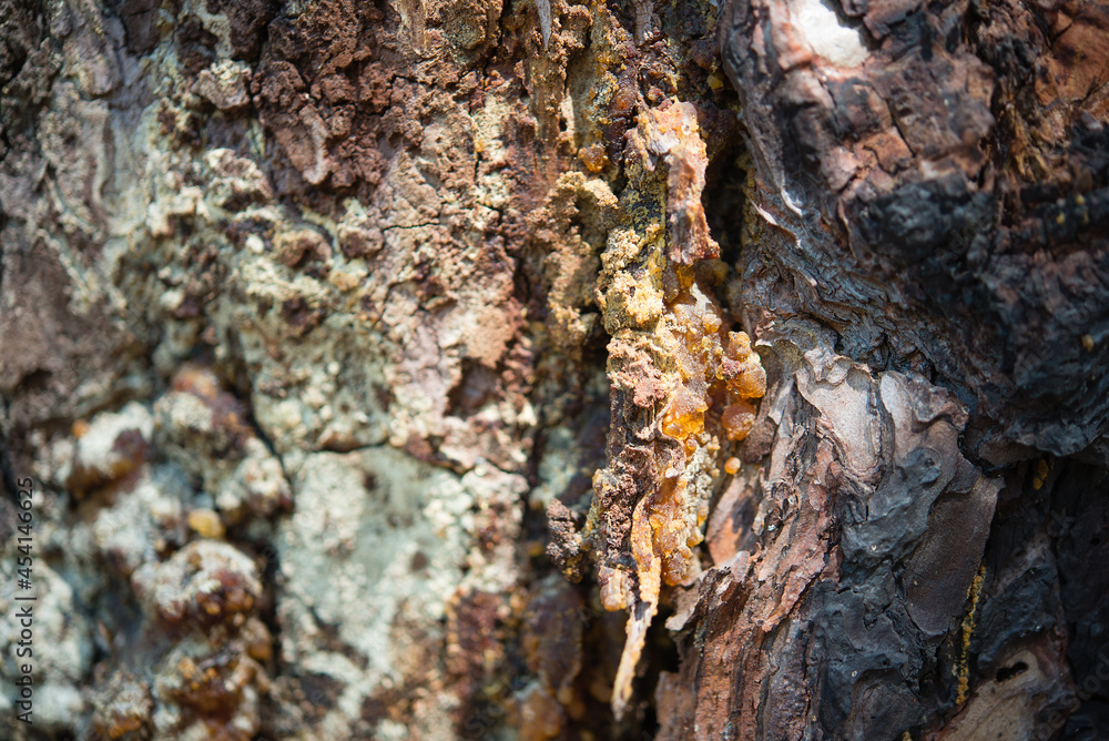 Tree bark. Resin detects damaged areas of the tree. Tree bark. Resin detects damaged areas of the tree.
