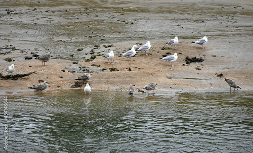 mouettes