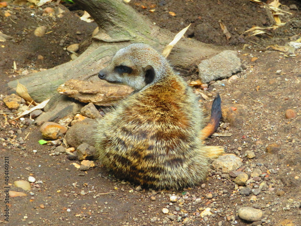 Obraz premium Suricate