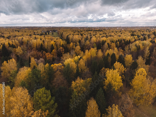 Aerial view of autumn forest with golden crowns of trees. Foliage of oak, maple and other trees change color from green to yellow and orange. Promenade, place for walking. Change of season concept.