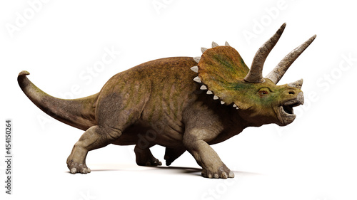 Triceratops horridus, dinosaur isolated on white background